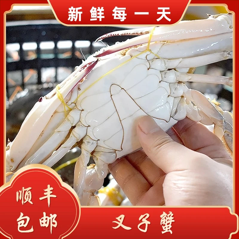 【保鲜不保活】大公蟹梭子蟹残蟹 每斤2-3只（每只3-7两）