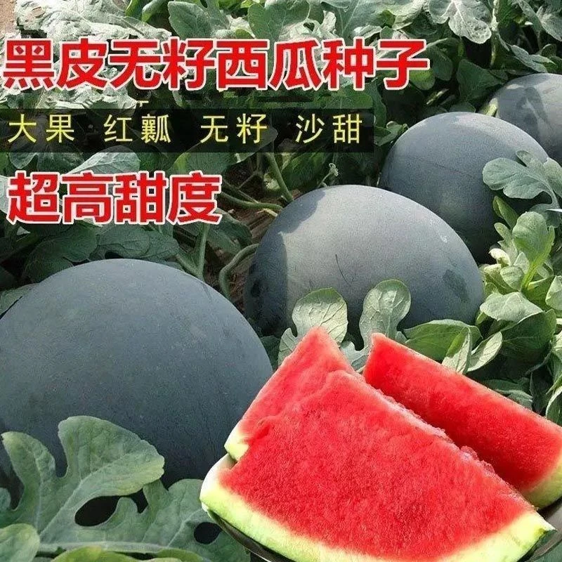 新疆包邮黑皮无籽西瓜种籽子黑美人麒麟西瓜盆栽小西瓜种子新美都