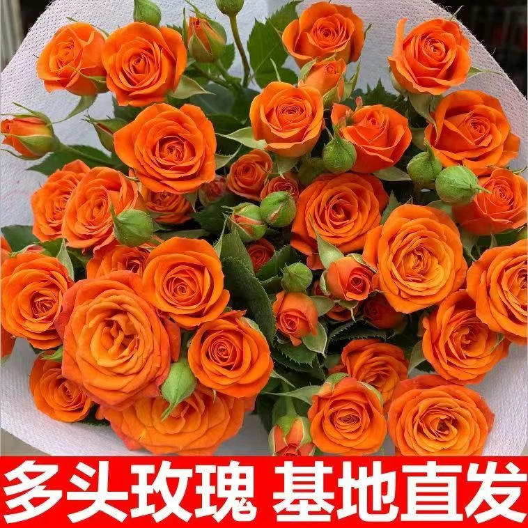 橙色芭比云南基地直发批发包邮