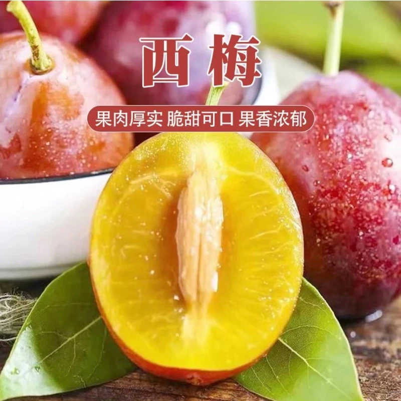 《礼盒装》新疆喀什西梅3.5斤左右 京东包邮