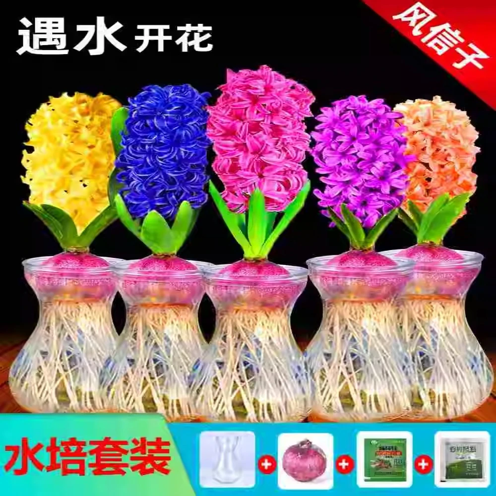 风信子种球水培套装四季水养花卉土培盆栽植物郁金香花种子洋水仙