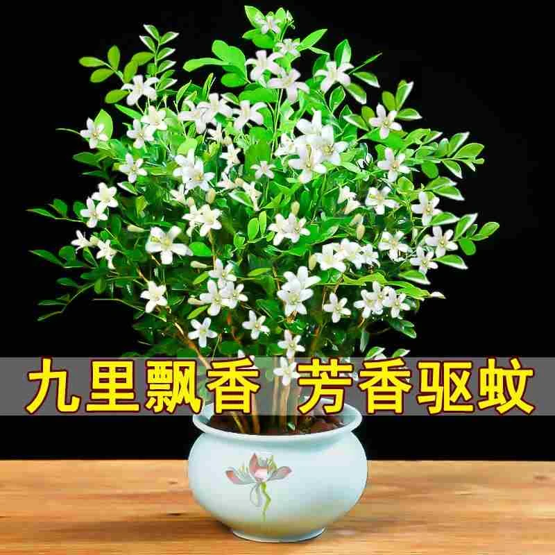 九里香盆栽带花苞老桩四季七里香千里眼树苗室内好养花卉驱蚊植物