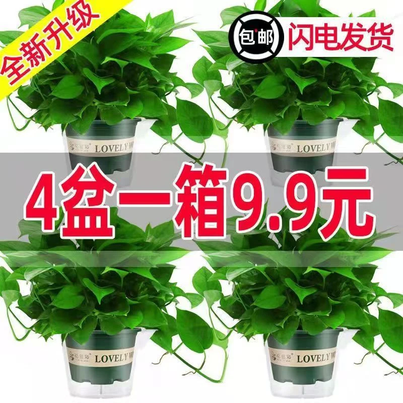 绿萝盆栽室内植物除甲醇水植绿萝长藤新房家用吸甲醇大盆绿植水培