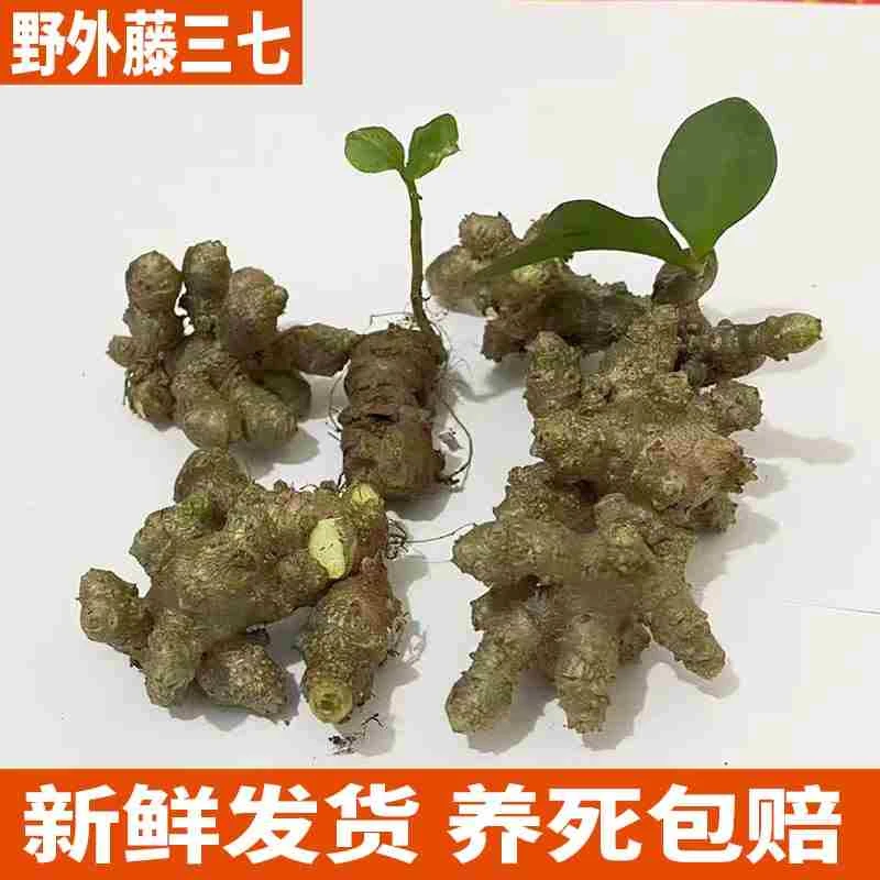 藤三七种球盆栽种植苗爬藤植物田七苗盆栽活苗三七植物绿植室内