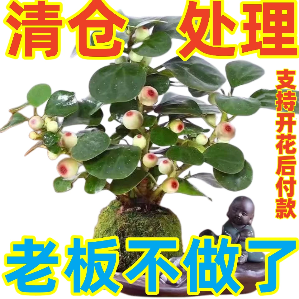 小盼菩提盆栽四季好养室内桌面植物花卉办公室绿植菩提树盆景