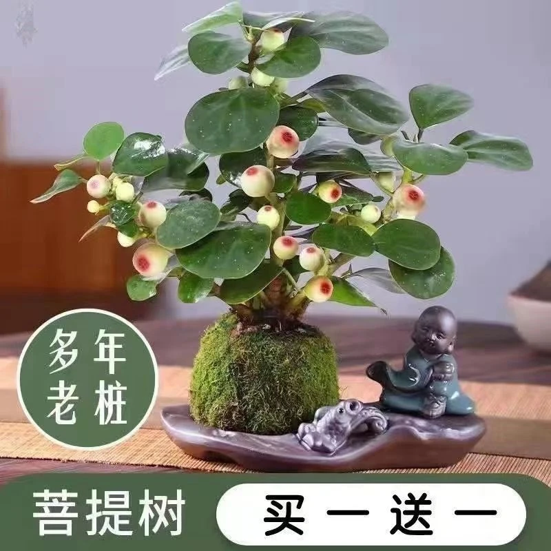 【买一送一】菩提禅意新中式茶室书桌客厅办公室观叶果盆景栽迷你