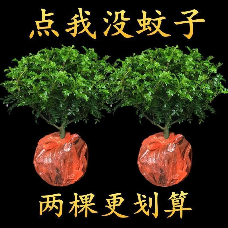 驱蚊驱虫清香木盆栽花卉提神好养室内绿植四季常青胡椒木净化空气