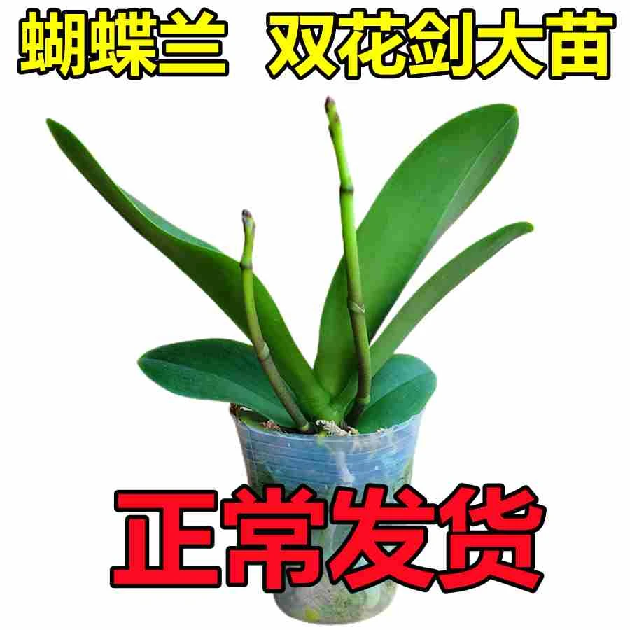 蝴蝶兰盆栽带花苞带花剑兰花大苗花卉植物室内花客厅四季开花不断