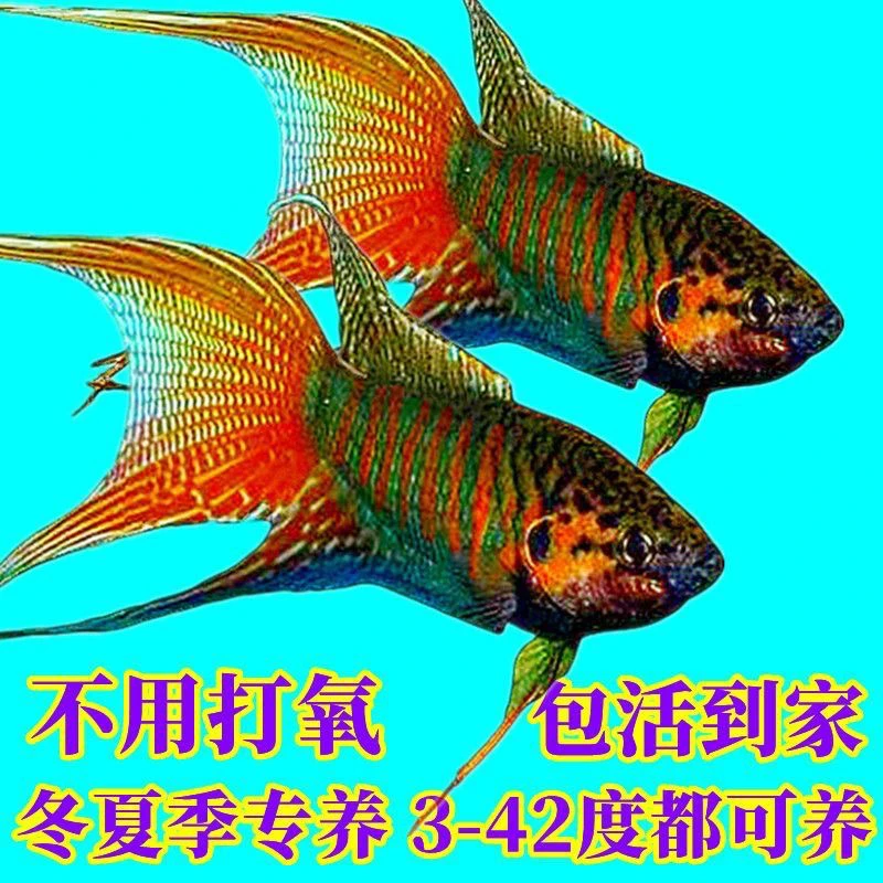 红色观赏斗鱼活体小型淡水鱼耐养热带鱼包邮送饲料
