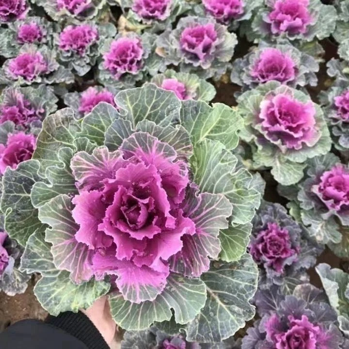 【5盆装】 盆栽羽衣甘蓝大苗庭院地栽耐寒植物花园观赏花卉