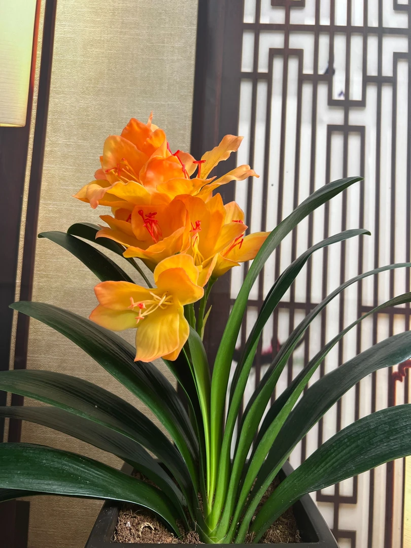 (亏本福利)黄金万两 黄色君子兰 客厅阳台高端绿植