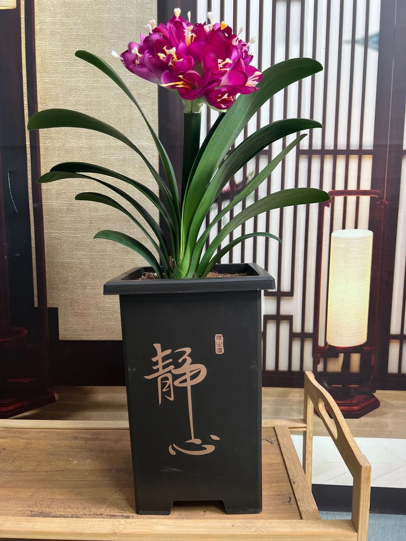 二丫[古风四方盆+贵妃紫君子兰] 客厅阳台高端绿植