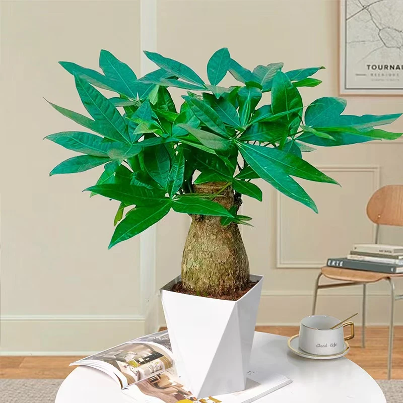5年老桩发财树室内粗壮绿植种植客厅发财树盆栽绿植盆栽大棵室内