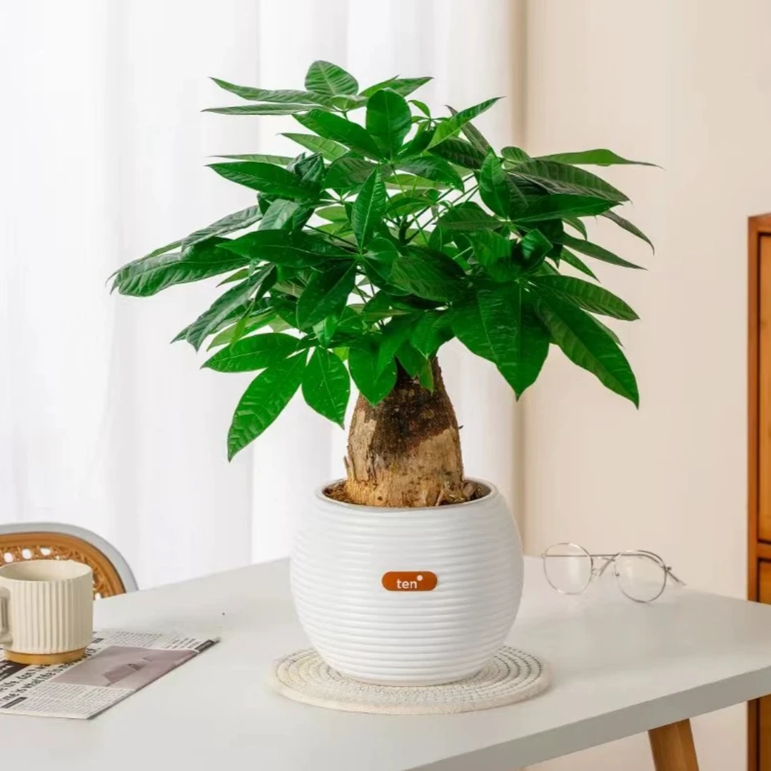 粗杆发财树绿植盆栽懒人吸水盆室内客厅办公桌办公桌发财树盆栽