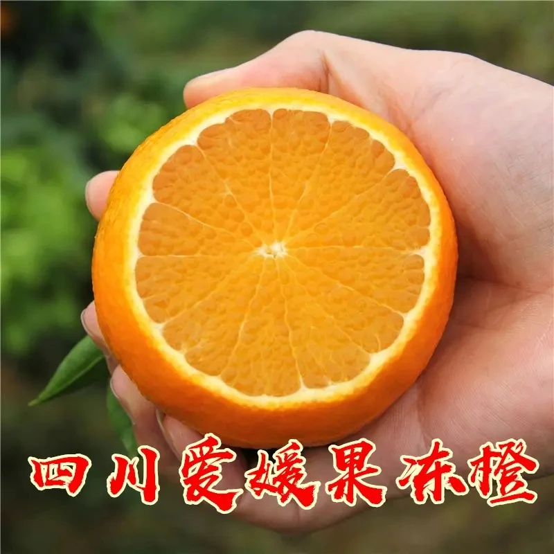 四川眉山正宗爱媛38号果冻橙现摘新鲜发货XX2