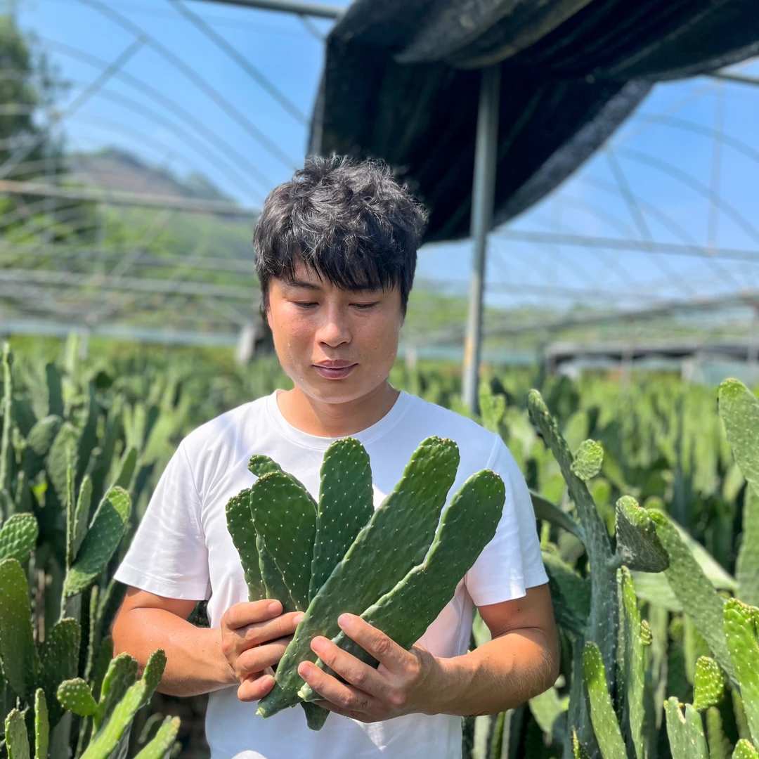 无刺中华掌蔬果仙人掌