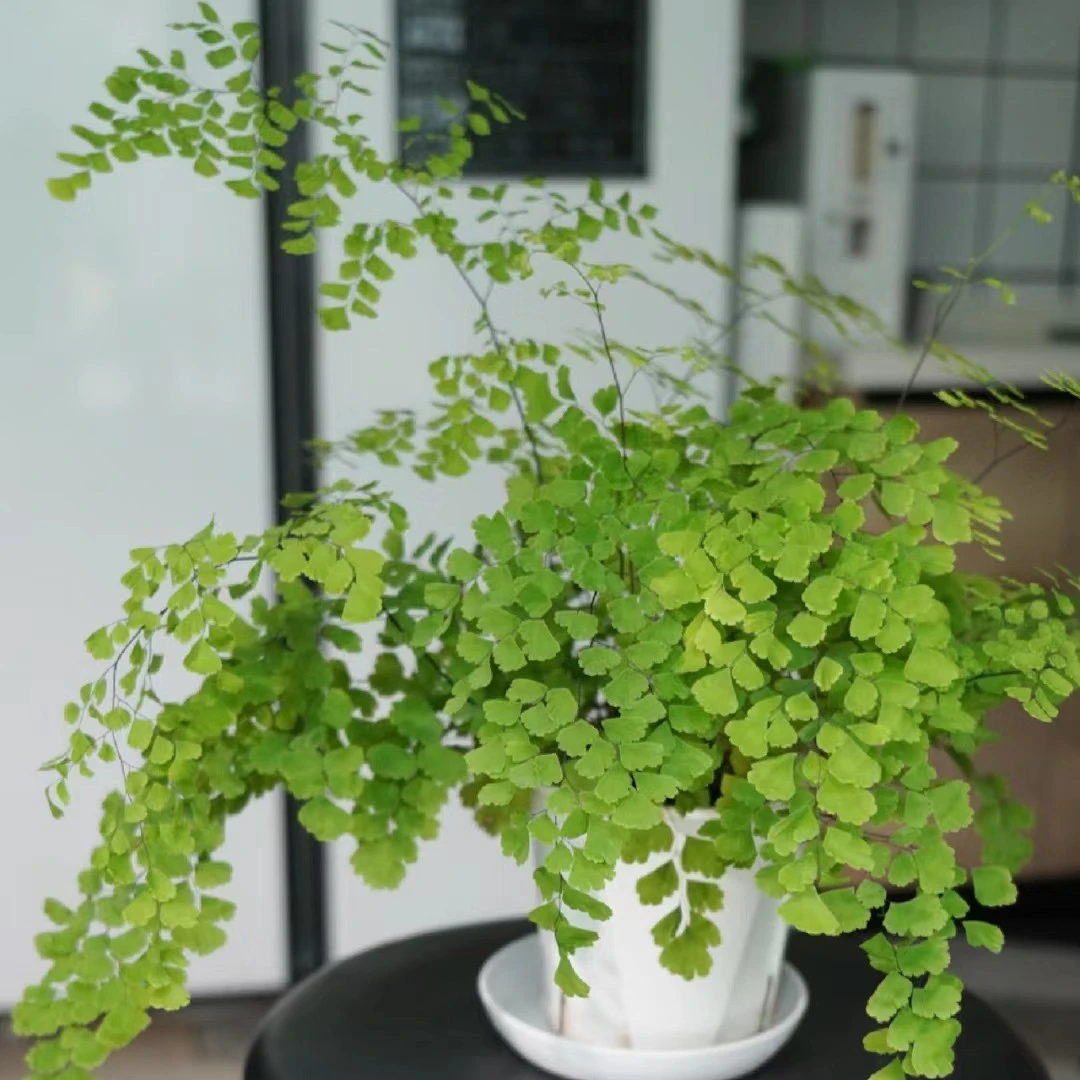 铁线蕨盆栽室内绿植耐阴蕨类植物可水培办公室桌面花卉四季