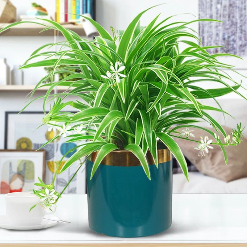 金边吊兰办公室客厅桌面空气净化器生态点缀自然花书房常绿独特