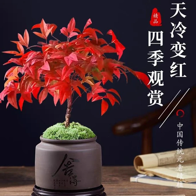 火焰南天竹小盆景观叶绿植耐寒好养书房茶桌禅意盆栽