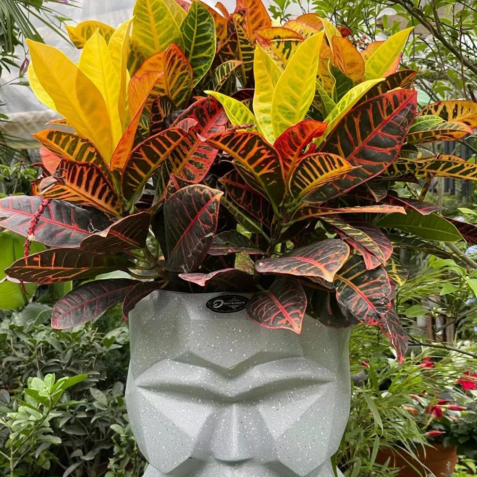 变叶木七彩盆栽室内绿植好养耐晒吸甲醛易活装饰植物