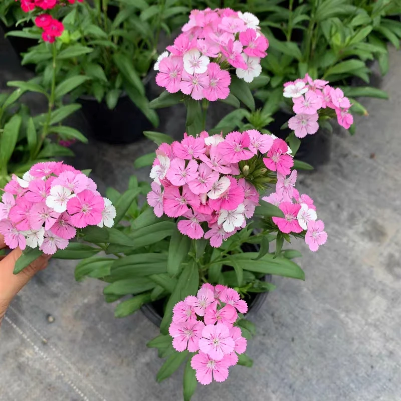 霹雳石竹庭院阳台耐寒耐热观赏植物