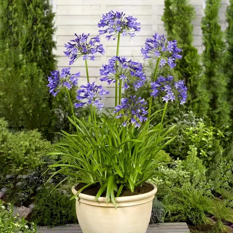 百子莲盆栽多年生四季好养易活花卉庭院阳台绿植地栽耐热耐寒植物