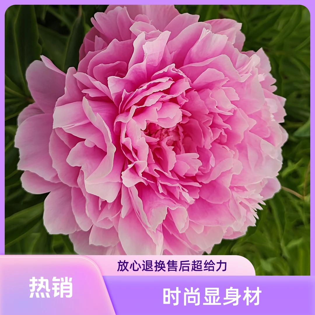 多层重瓣芍药花睛雯，5芽以上