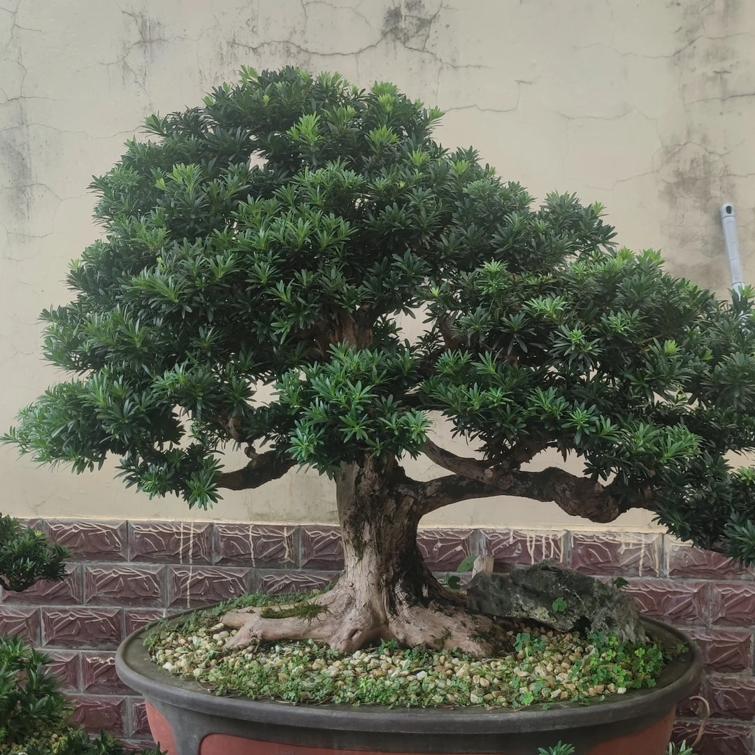 各种规格小叶罗汉松盆景