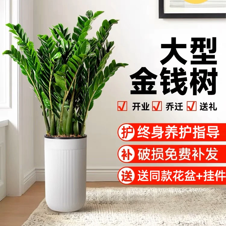 大型金钱树【巨无霸】1.1-1.3米客厅落地大绿植新房吸甲醛乔迁清新