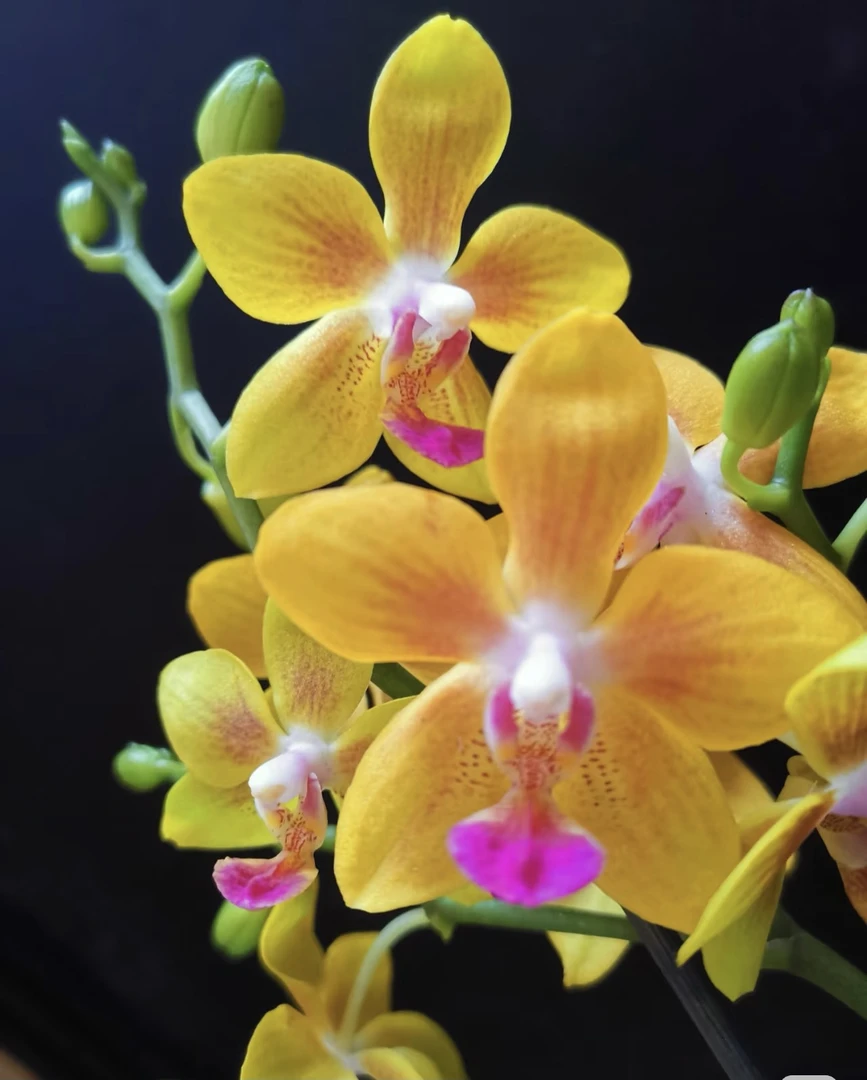 浓香 扩散香型【月麟香】超难得品种蝴蝶兰 带花剑微瑕