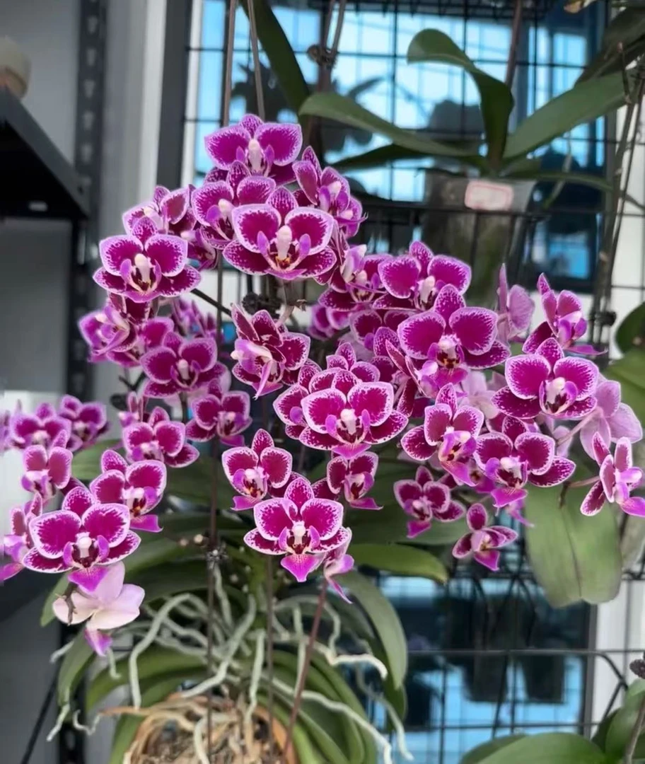 浓香型 丰花微瑕【香水玲珑蝴蝶兰】 带花剑爆花机器蝴蝶兰
