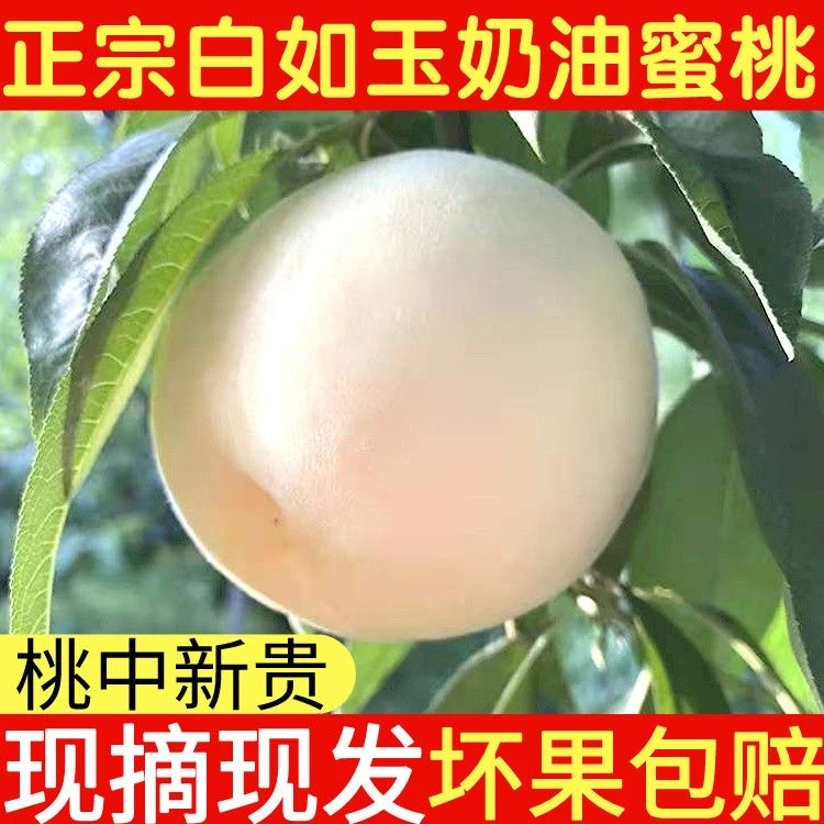 【精选多汁】清脆白桃爽口清甜奶油白桃毛桃水蜜桃产地直发当季水果