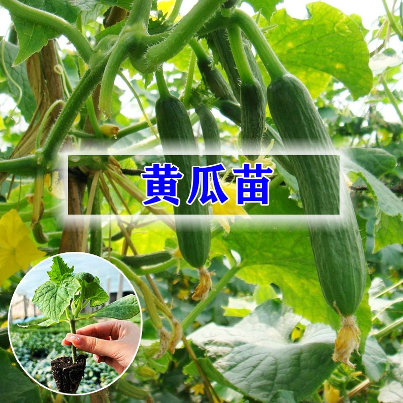 水果黄瓜苗秧苗水果小黄瓜种籽旱青瓜苗高产密刺春秋阳台盆栽菜苗