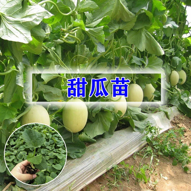 甜瓜秧苗瓜果蔬菜苗秧冰糖子绿宝石博洋9号白玉羊角蜜香瓜甜瓜苗