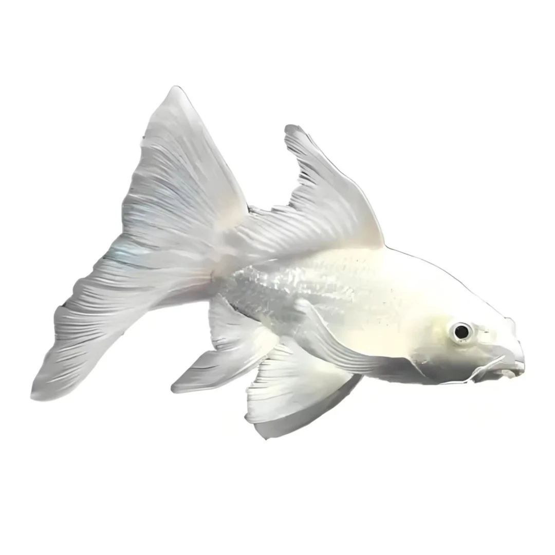 蝴蝶鲤观赏鱼-普身蝴蝶鲤 包邮包活包损