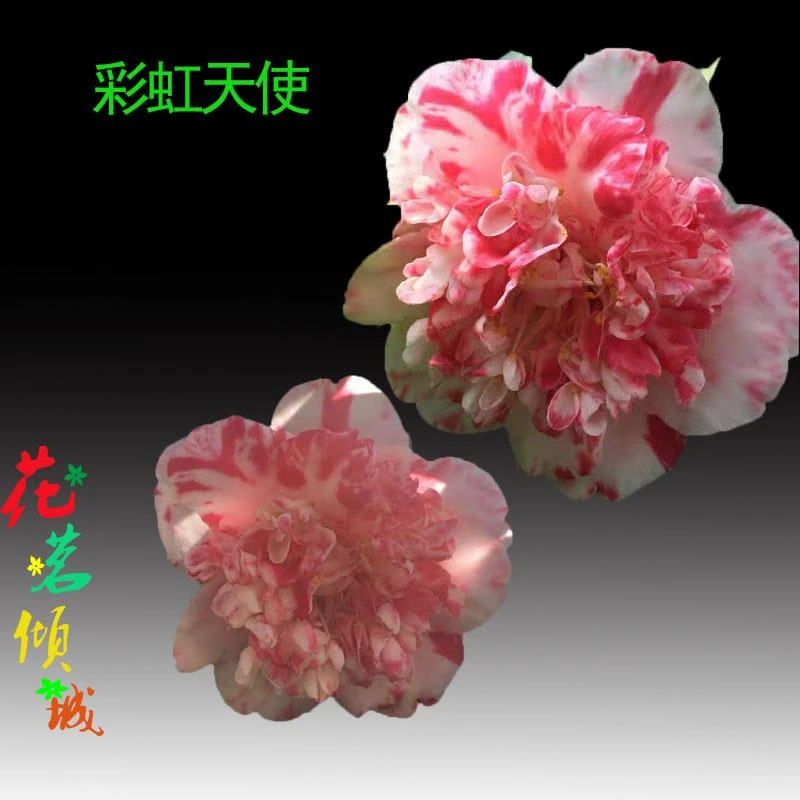 福建龙岩茶花彩虹天使白衣大黄冠碧玉彩赤丹园艺绿植盆栽非常容易