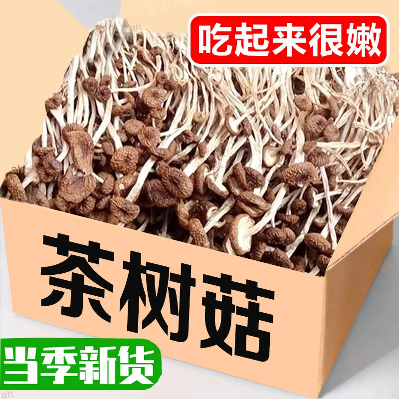 茶树菇干货农家特产新鲜不开伞茶树菇煲汤脆嫩鲜美菌菇炖汤净重