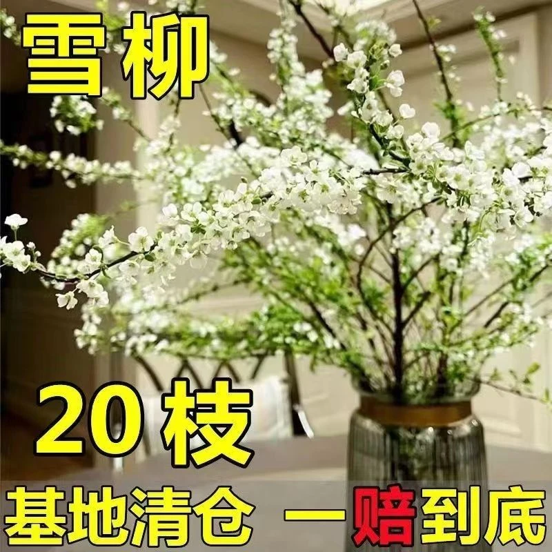 活的发芽雪柳鲜枝水养冬季插花耐寒水培室内植物干枝花卉枯枝雪柳
