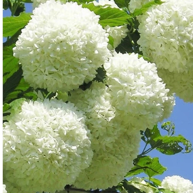 中华木绣球树苗斗球庭院木本花卉可以盆栽可以地栽奈何耐热花卉