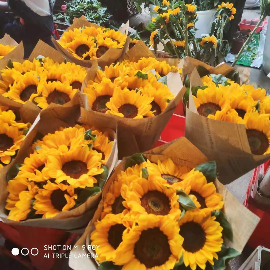 向日葵鲜花花束云南基地直发太阳花家居客厅摆设插花养护简单