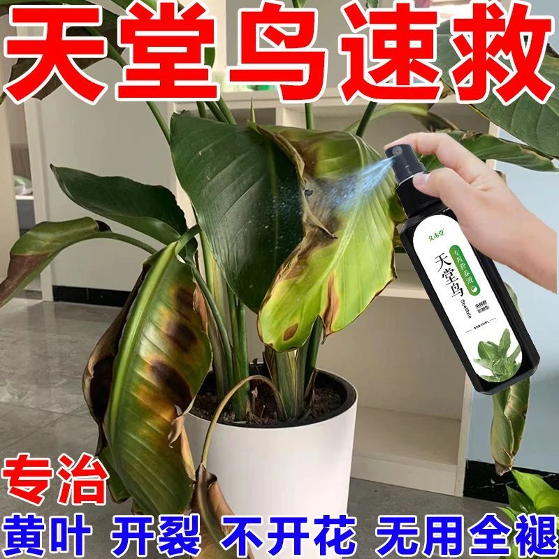 久木堂【急救】天堂鸟营养液专用肥料催新叶防黄叶卷边开裂绿植花叶