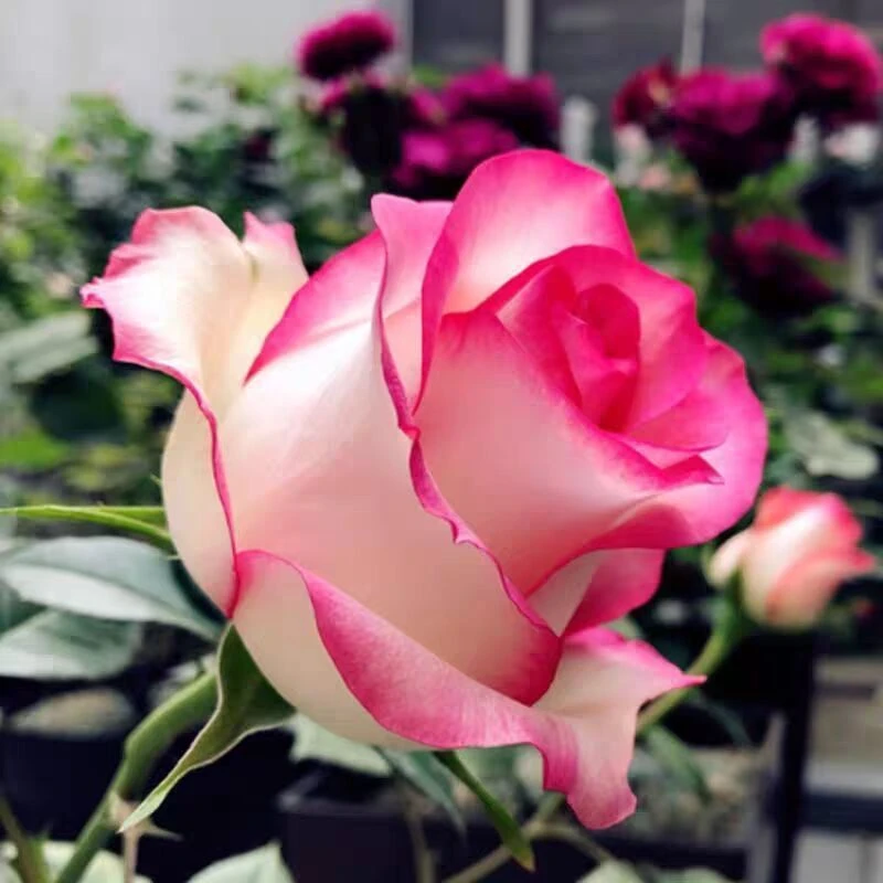 月季爱莎四季开花