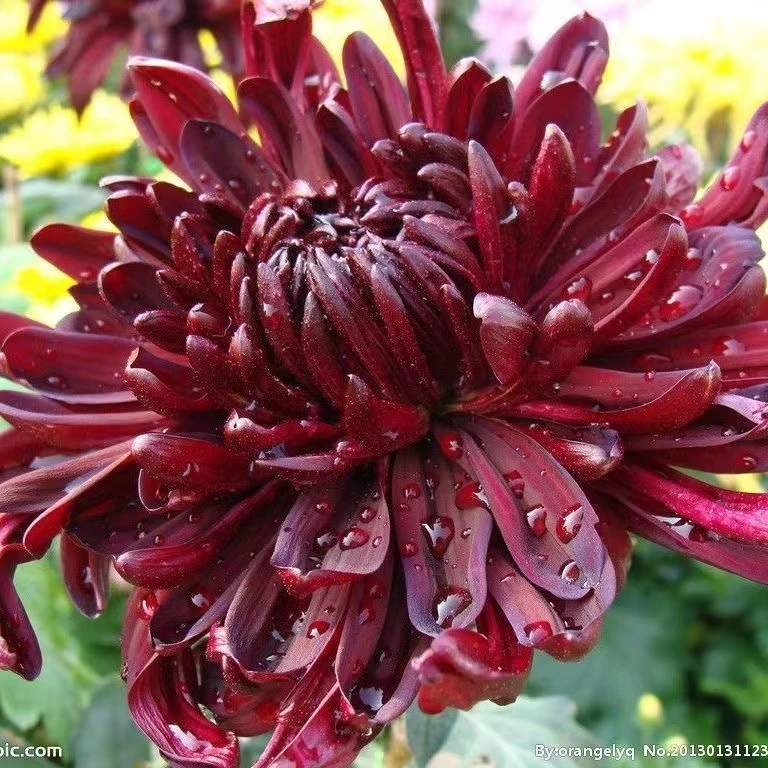 【墨菊】菊花盆栽  九月菊  经典品种  花色诱人