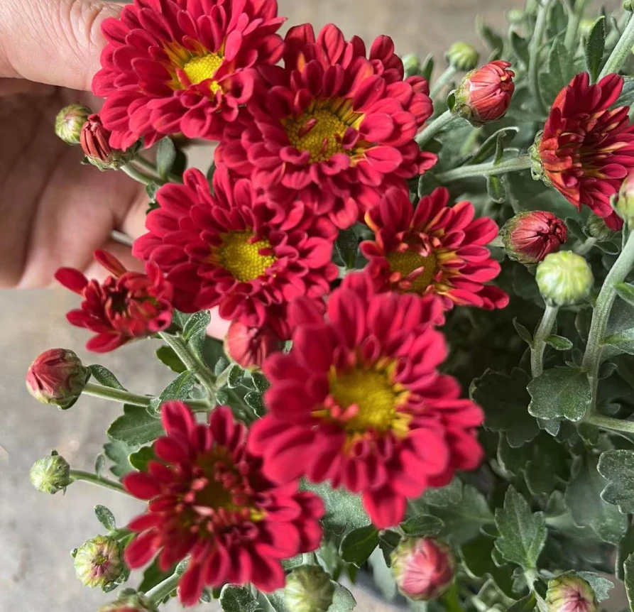 口红【带花苞发货】菊花盆栽菊花苗耐寒植物开花大简单好养活