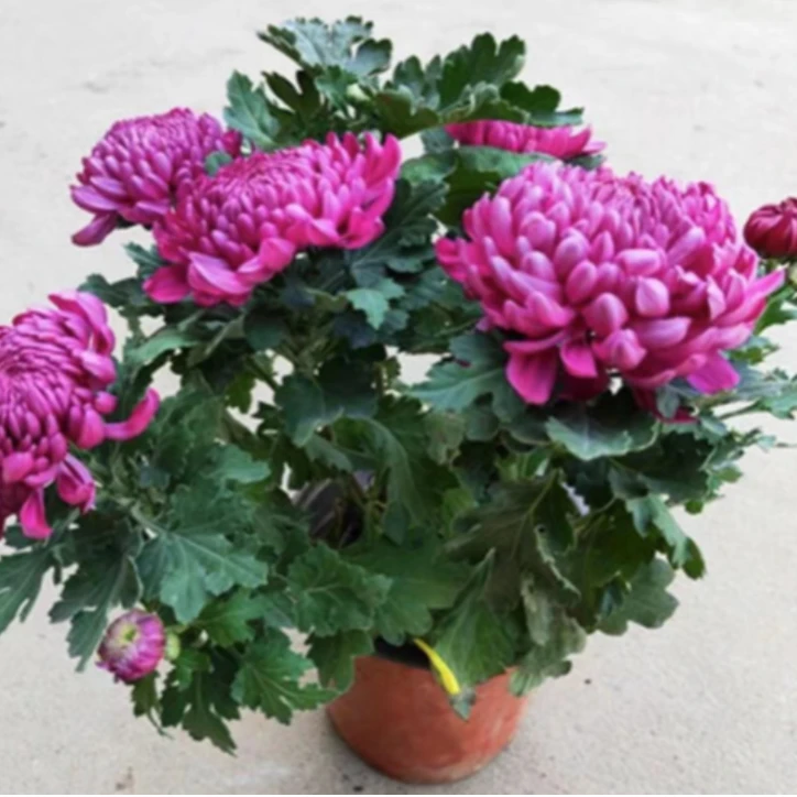 【紫绣球】菊花盆栽  九月菊  经典品种  花色诱人