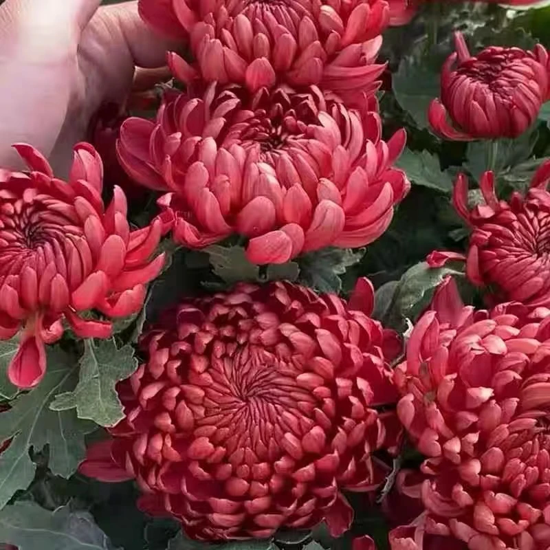 【红绣球】菊花盆栽  九月菊  经典品种  花色诱人