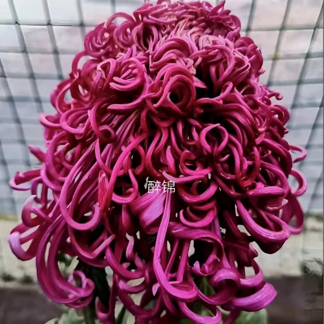 醉锦【带花苞发货】特大花型 菊花盆栽菊花苗开花大简单好养活