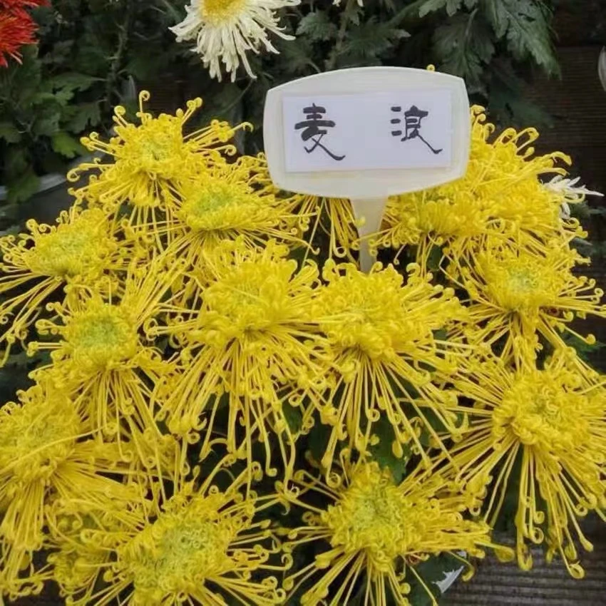 【金丝菊】菊花盆栽菊花苗耐寒开花大菊花带花苞好养活