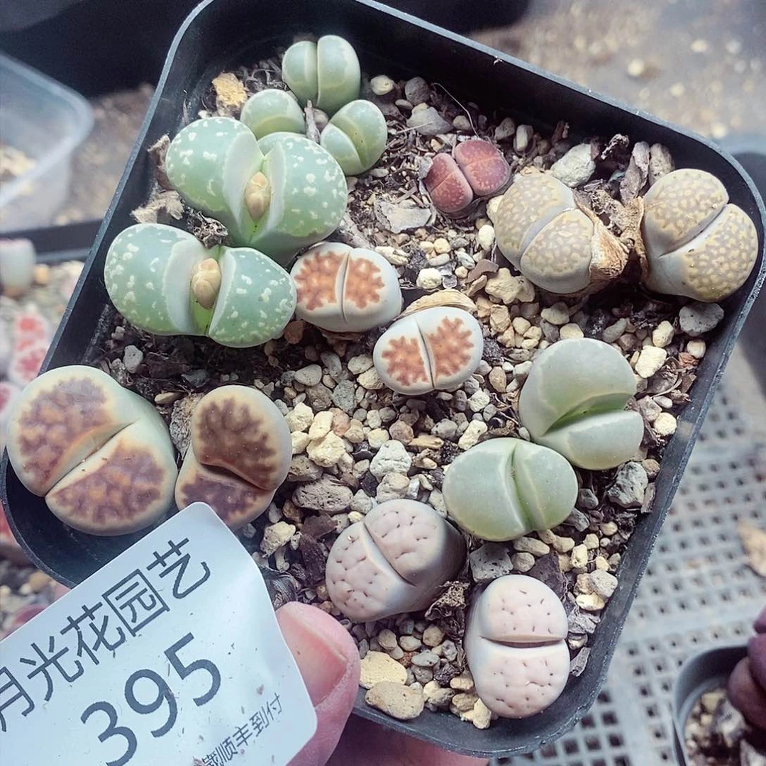 我还想和他们出去逛逛逛395