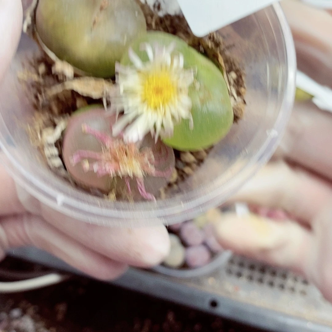 我想说我们不认识呀啊451